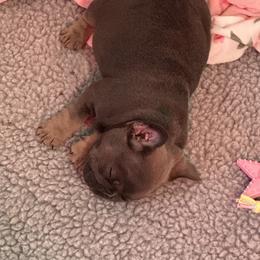 French Bulldog Puppies from Sandy Paws Frenchies LLC