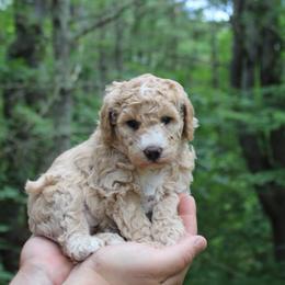 Latte - Cream female Goldendoodle puppy in Shushan, New York from Barnwood Doodles