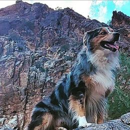 DROVER - Australian Shepherd
