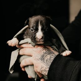 American Bully and Boston Terrier Puppies from Greenberg's Boston Terriers & Bullies of Metro Detroit