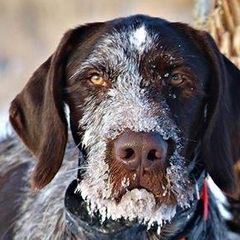 German Wirehaired Pointers from WyoWires German Wirehaired Pointers