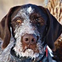 German Wirehaired Pointers from WyoWires German Wirehaired Pointers