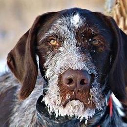 German Wirehaired Pointers from WyoWires German Wirehaired Pointers