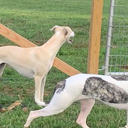 Whippet All Grown Up from Skyline Whippets