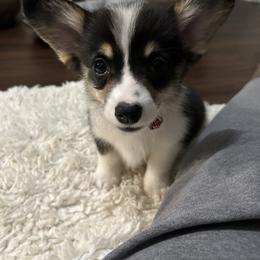 Pembroke Welsh Corgi Puppies from Wendy Munro