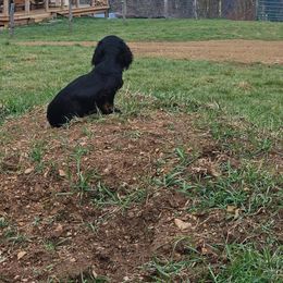 Dachshund All Grown Up from Rissas CrAz Critters