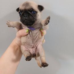 Girl 1 - Fawn female Pug puppy in Auburn, Kentucky from Prentice Family Pugs