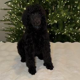 Skylar - Black female Poodle puppy in Roseville, California from Aura & Luxe Poodles