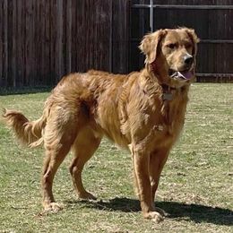 Rory - Golden Retriever