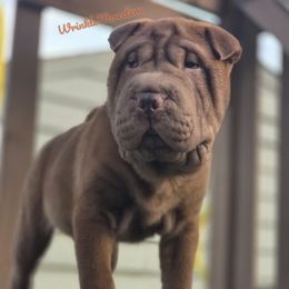 Big Hoss - Chocolate dilute male Chinese Shar-Pei puppy in Salem, Ohio from WrinkleMonsters