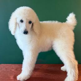 Earth - White female Poodle puppy in Greenwich, New York from MizzElle’s Standard Poodles