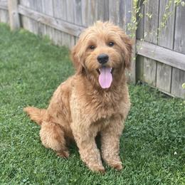 Camper - Goldendoodle