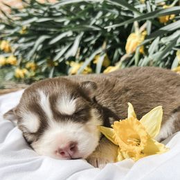 Siberian Husky Puppies from Wooly Woof Siberians