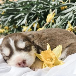 Siberian Husky Puppies from Wooly Woof Siberians