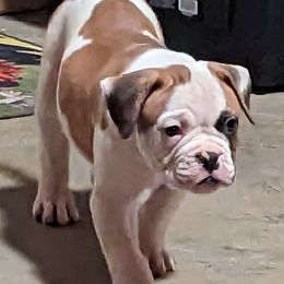 American Bulldog Puppies from Ugly Kluck Farm
