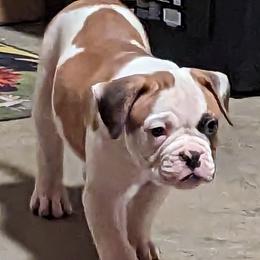 American Bulldog Puppies from Ugly Kluck Farm