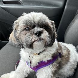Sophie - Shih Tzu