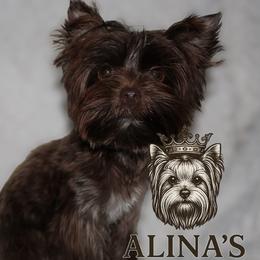 Yorkshire Terriers from Alina's Royal Yorkies