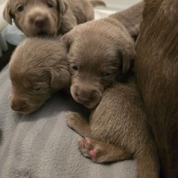 Labrador Retriever Puppies from Ellis Labs