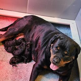 Girl 1 - female Rottweiler puppy in Bartonsville, Pennsylvania from Karol's Rottweilers
