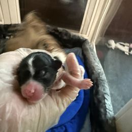 Blue Grey Boy - Black tan and white male Biewer Terrier puppy in Lebanon, Oregon from SD99Biewers