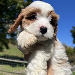 Cavapoo Puppies from Campbell Cavapoos