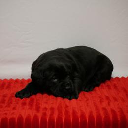 Swan - Black female Labrador Retriever puppy in Buffalo Valley, Tennessee from Buffalo Valley Breeders