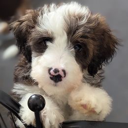 Black collar aka Reef - Tri-color male Bernedoodle puppy in Connecticut from Valley View Doodles