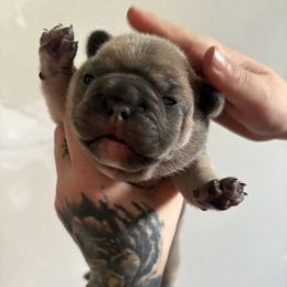 Tres - Blue female French Bulldog puppy in Hemlock, Michigan from Top Billin' Frenchies