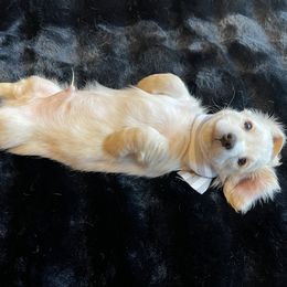 Striped ribbon goofball - Cream male Dachshund puppy in Lenoir, North Carolina from Dackel Land Dachshunds