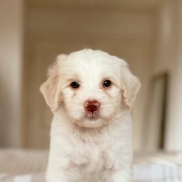 Miso - Yellow and white male Bernedoodle puppy in Maricopa, Arizona from Desert Ridge Doodles