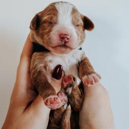 Black - m - Red  male Goldendoodle puppy in Ruthorfordton, North Carolina from Duncan Doodles Goldendoodles