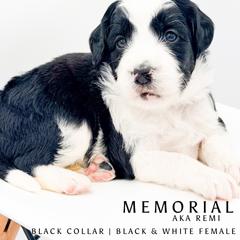 Memorial aka Remi - female Australian Mountain Doodle puppy in Tipton, Indiana from Country Creek Doodles