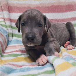 Jax - Blue male Great Dane puppy in Kannapolis, North Carolina from Carolina Great Danes & Toy Poodles