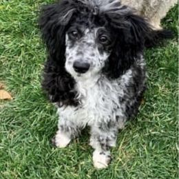 Rebel - Poodle