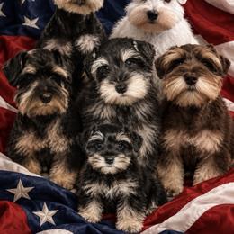 Miniature Schnauzer Puppies from Felicia Hensel
