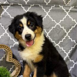 Callie - Black tri female Miniature American Shepherd puppy in Clinton, Missouri from Mockingbirds American Minis