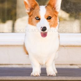 Navi - American Corgi