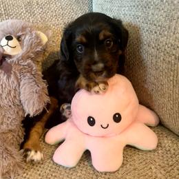 Indy - Black tri male Miniature American Shepherd puppy in Colorado Springs, Colorado from Valkyrie Adventures