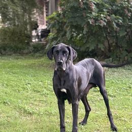 Gwen - Great Dane