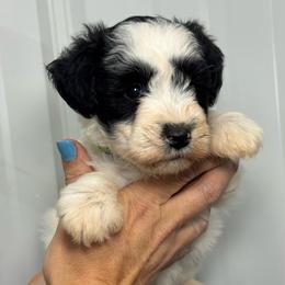 Ella Rose - Lime Green Girl - Parti female Miniature Schnauzer puppy in Oneonta, Alabama from Murphree Valley Kennels