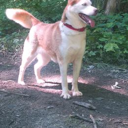 Siberian Husky All Grown Up from Glacier Run Huskies