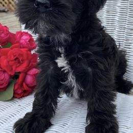 Miniature Schnauzers from Newland Schnauzers