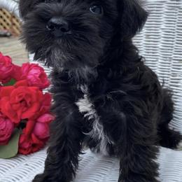 Miniature Schnauzers from Newland Schnauzers