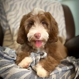 Fable - Chocolate female Australian Labradoodle puppy in Rising Fawn, Georgia from Novalie Australian Labradoodles