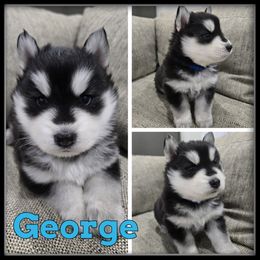 George - Black and white male Siberian Husky puppy in Wheeler, Michigan from Haase Family Kennels