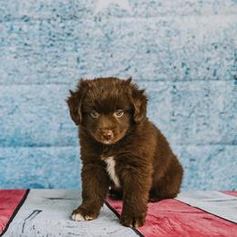 Kit - Red & white male Miniature American Shepherd puppy in Enumclaw, Washington from Mount Peak Mini American Shepherds