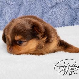 Girl 2 - Chocolate merle female Pomeranian puppy in Fort Jones, California from High Rocking Pom Poms