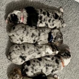 Aussiedoodle and Bernedoodle Puppies from North 40 Doodles