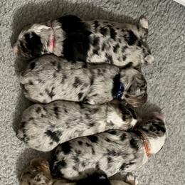 Aussiedoodle and Bernedoodle Puppies from North 40 Doodles